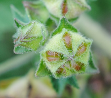 Malva multiflora?